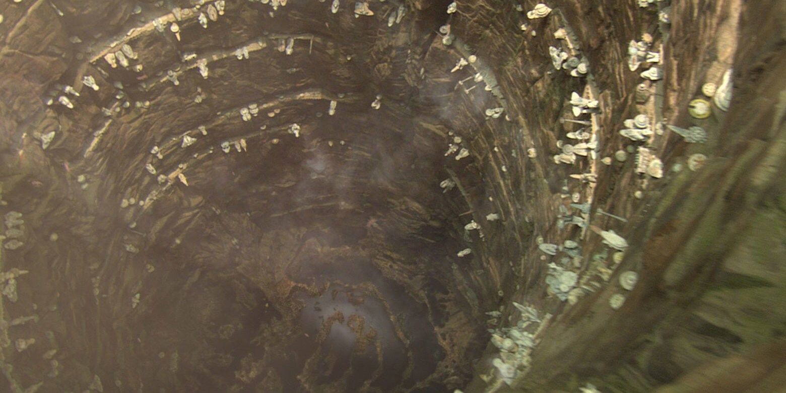 1560x780 Sugi (Species). Star Wars Databank