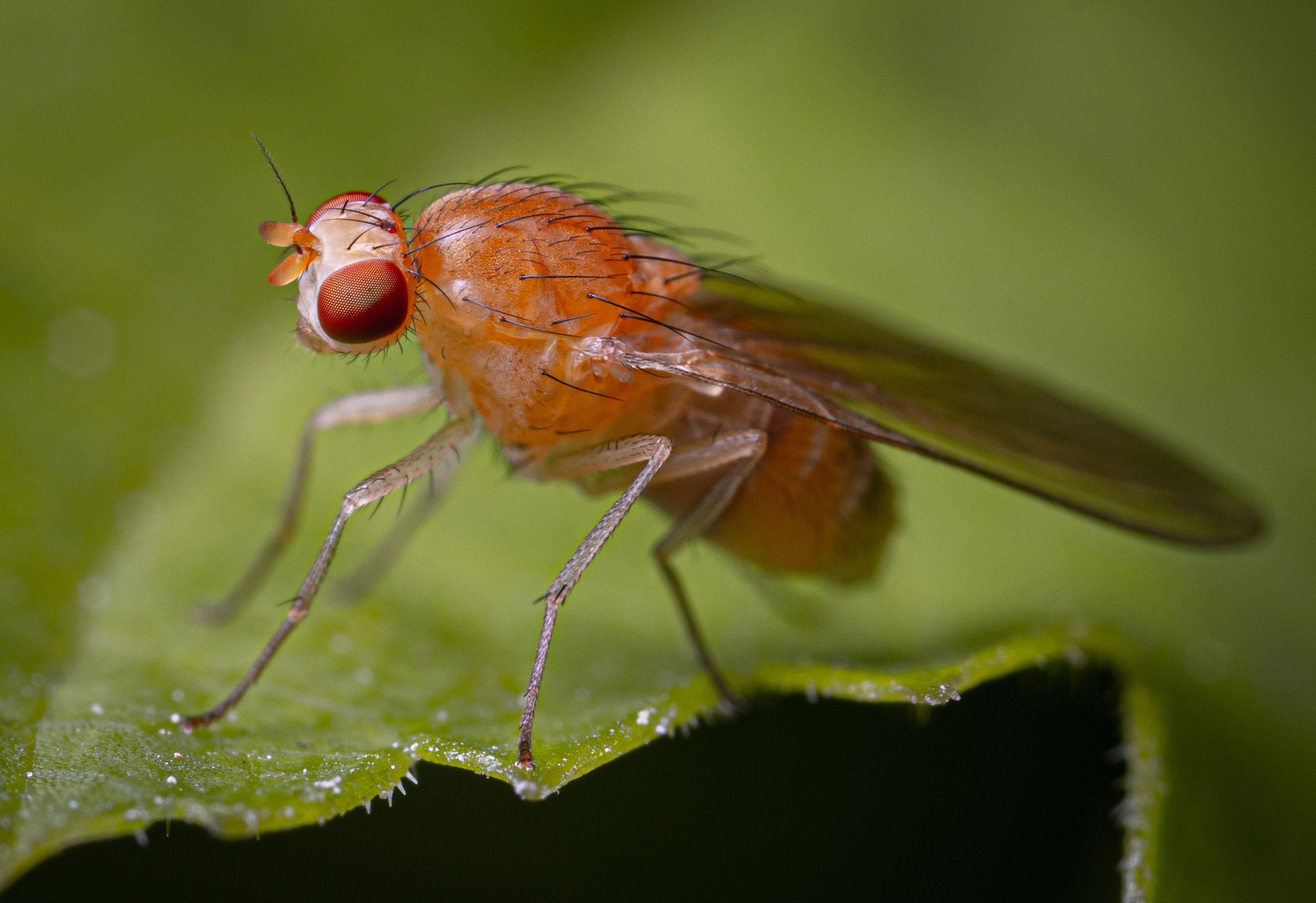 2702x1853 Macro Photography of a Fruit Fly · Free