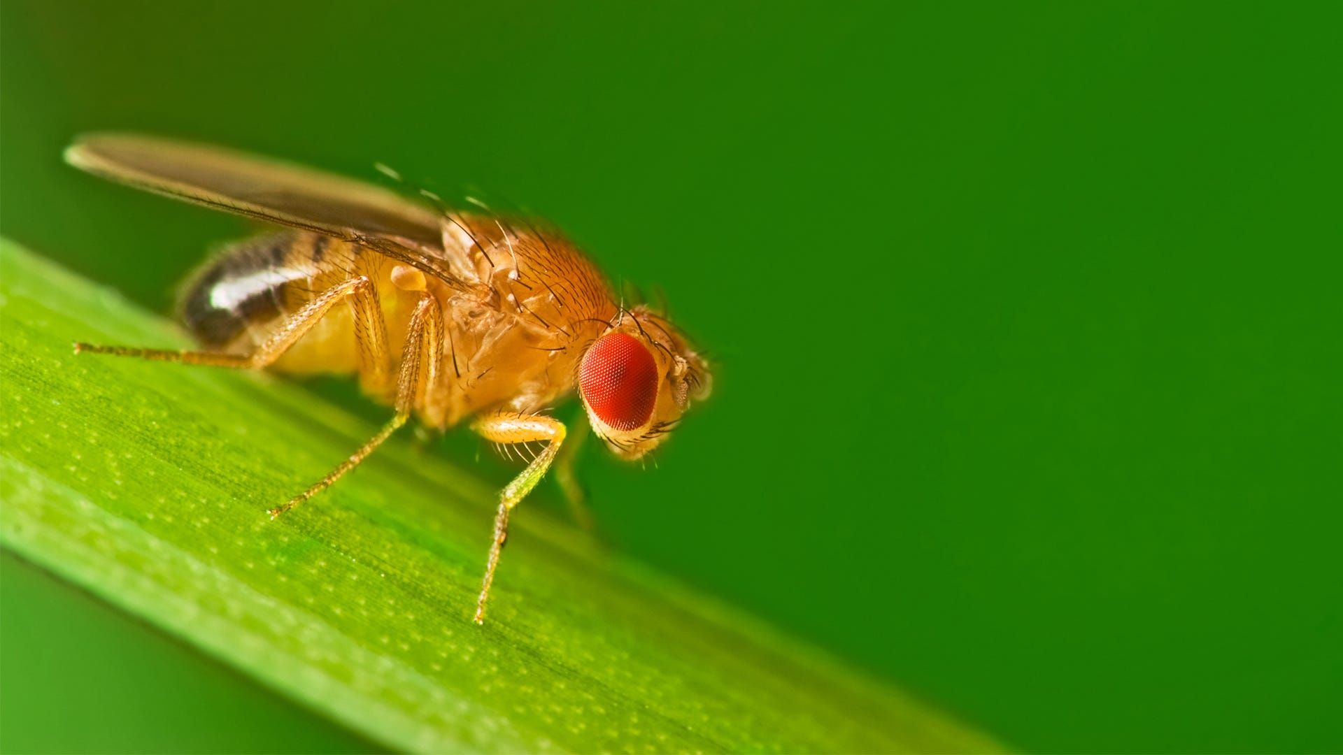 1920x1080 Have all your fruit fly questions answered