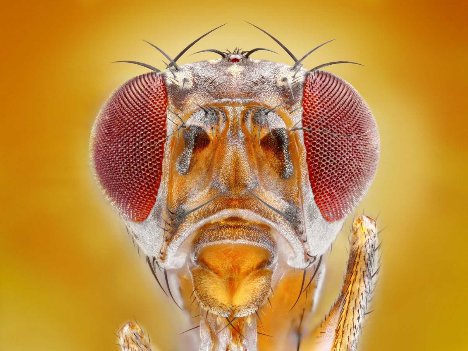 1600x1200 Five fascinating facts about fruit flies