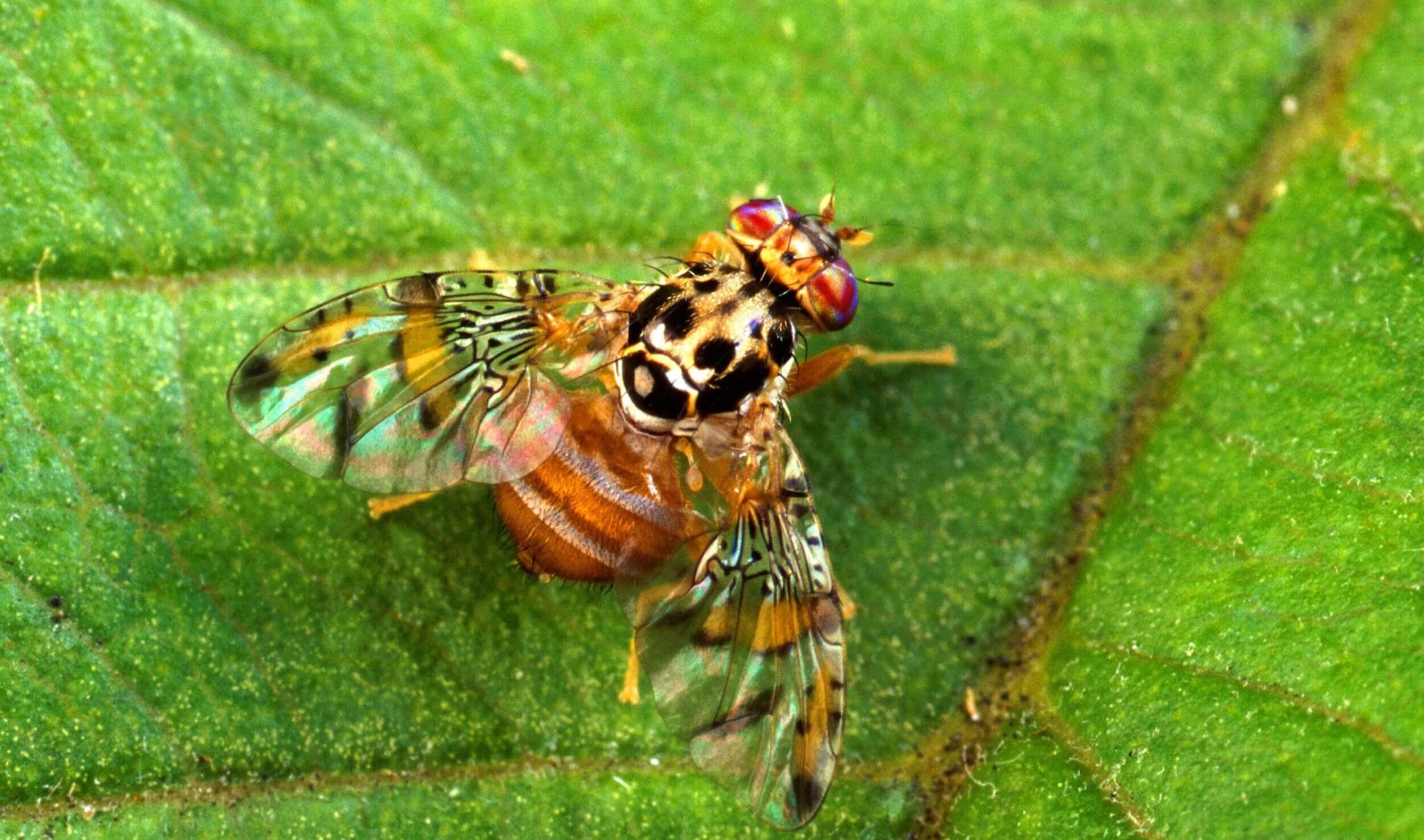 2500x1475 Understanding fruit flies: Identifying types, preventing damage, and control strategies