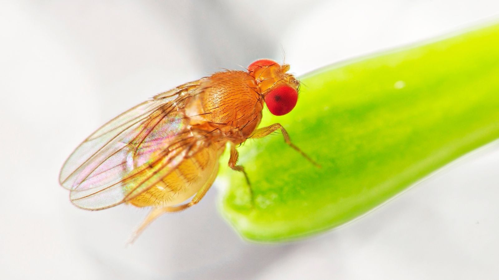 1600x900 How to Identify, Control, and Prevent Fruit Flies