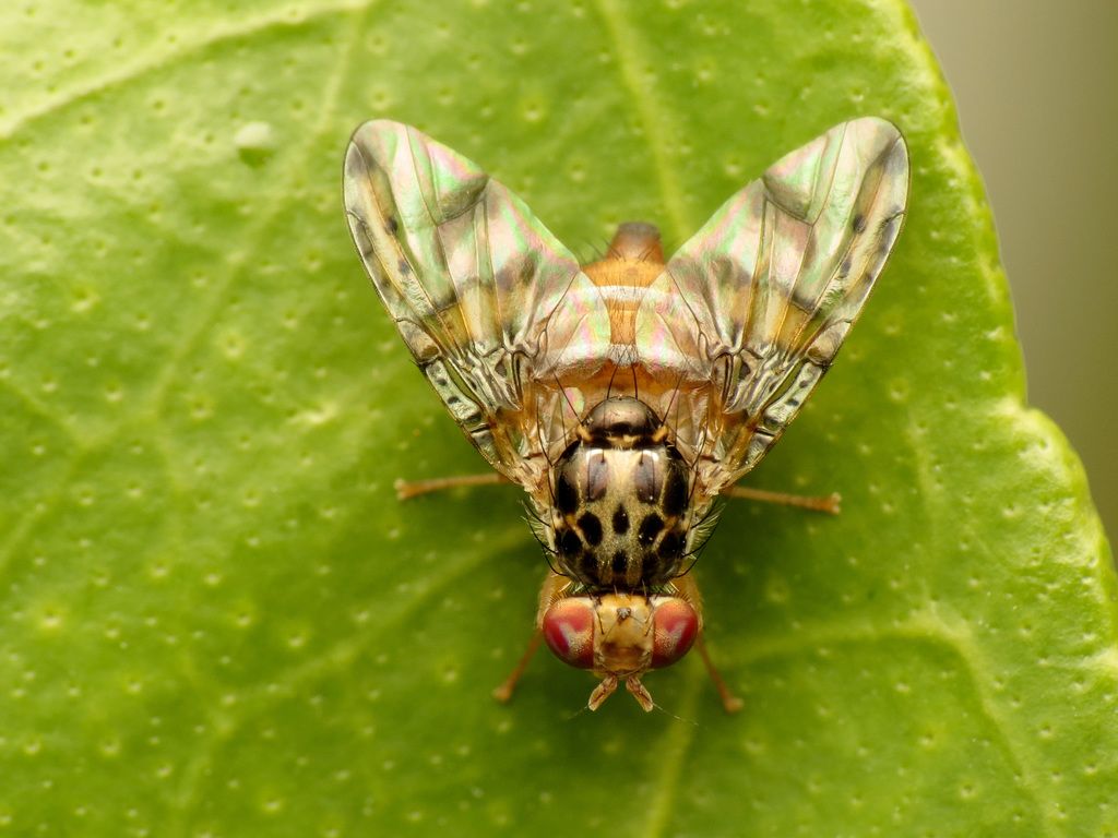 1024x768 Fruit Flies (DLiA summer interns list) · iNaturalist