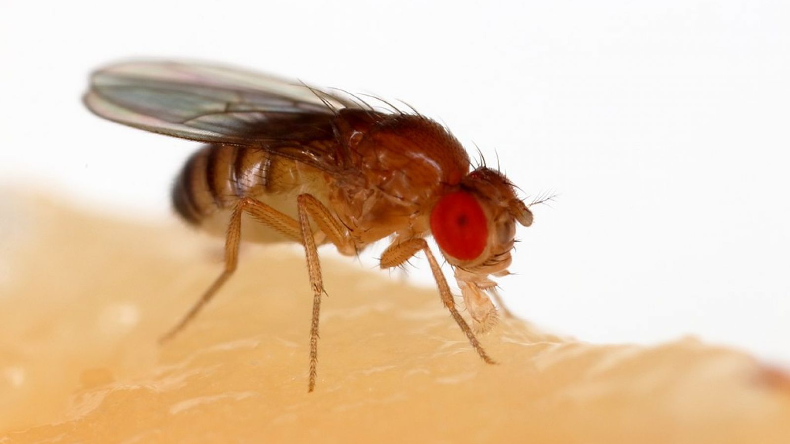 1600x900 Fruit flies in medical research