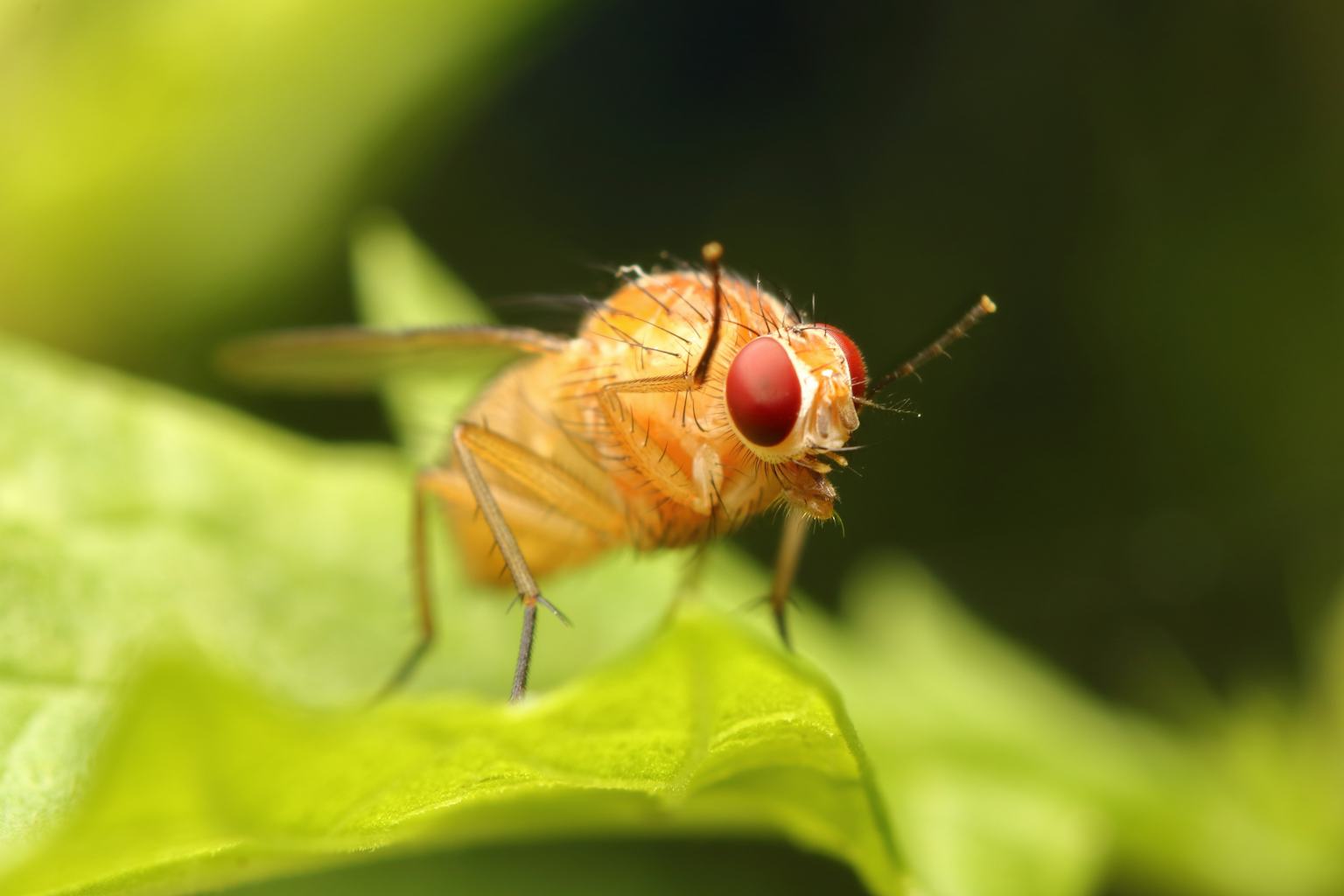 1536x1024 One of the most important species for science': how the humble fruit fly transformed 4 fields of research