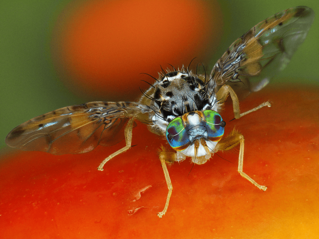 1024x768 Utilizing a pest to fight itself