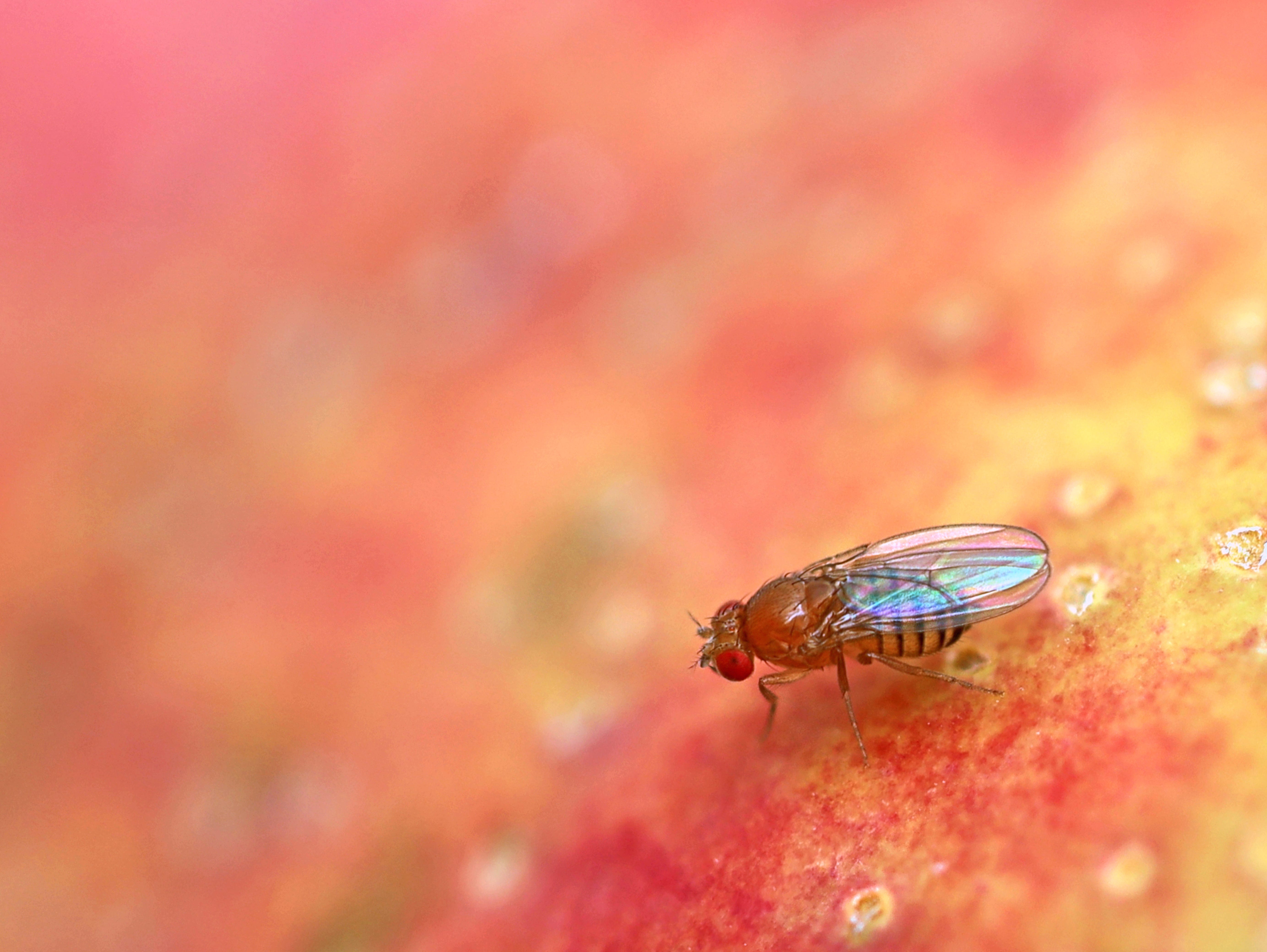 5536x4160 Expert Approved Ways To Get Rid Of Fruit Flies—and Keep Them From Coming Back
