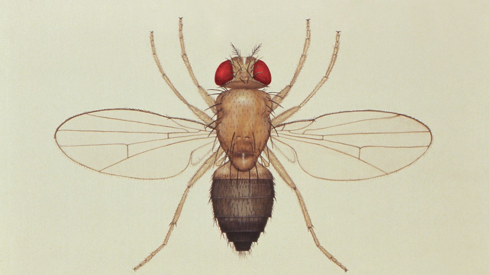 1600x900 Fruit Flies and Their Importance in Genetics Research