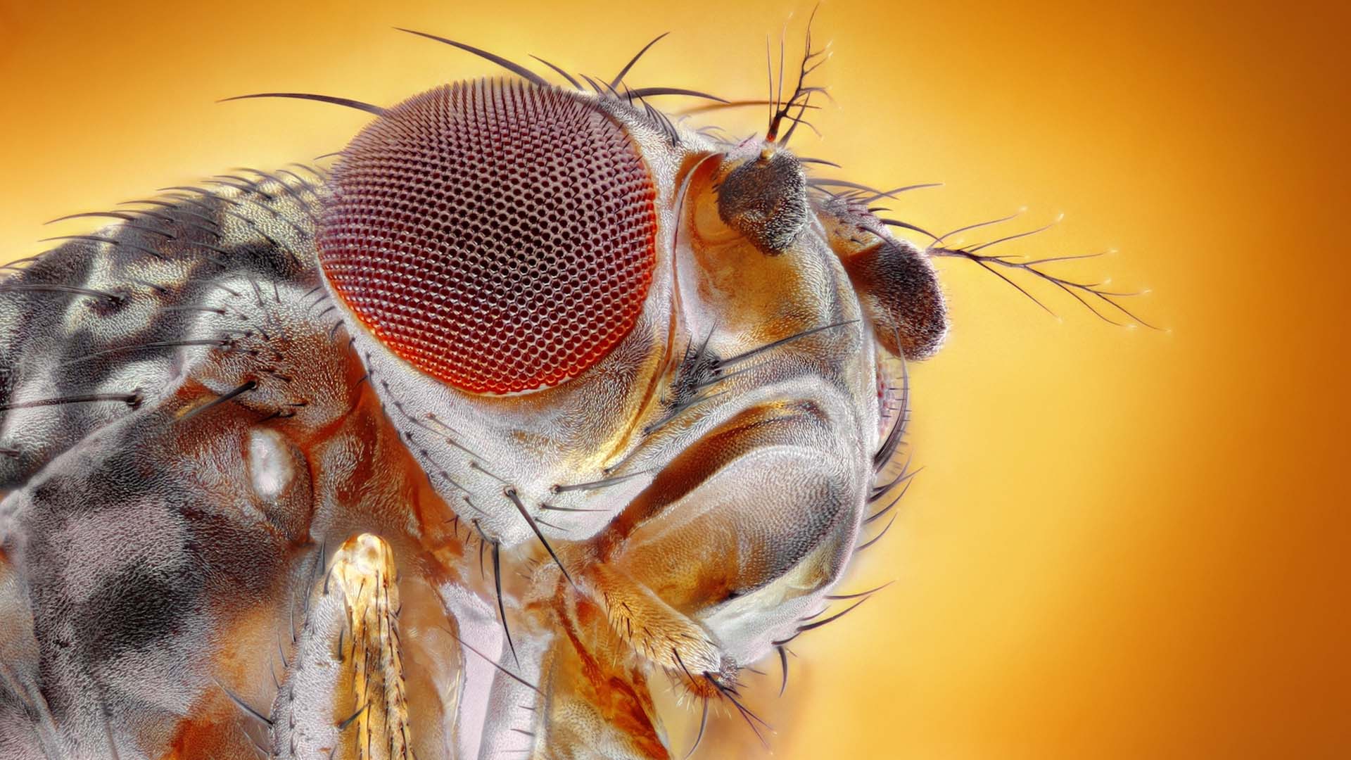 1920x1080 What Google could learn from a fruit fly. Cold Spring Harbor Laboratory