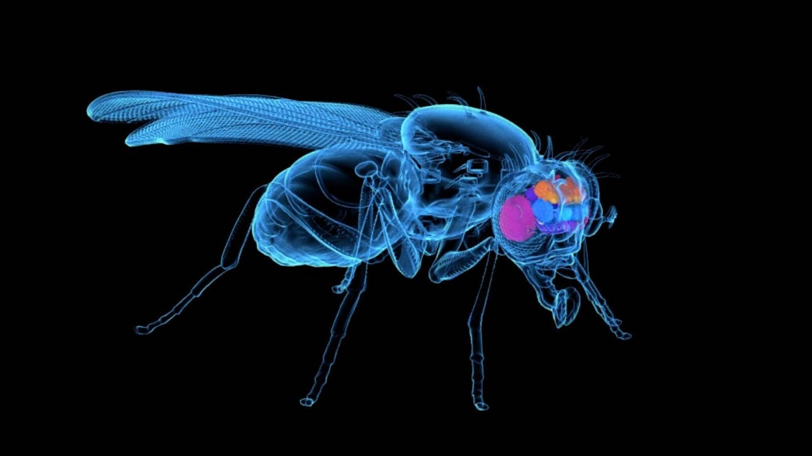1600x900 Mapping an entire (fly) brain: A step toward understanding diseases of the human brain
