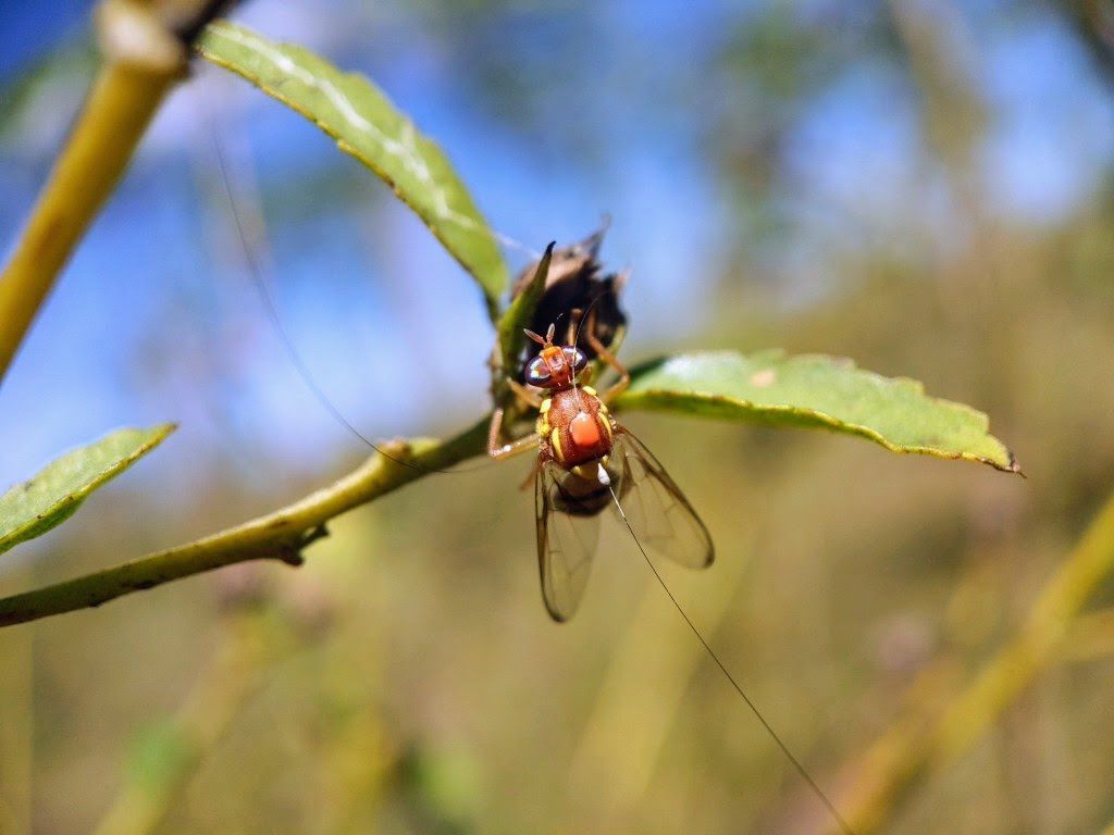 1024x768 Bactrocera jarvisi fruit fly with harmonic radar tag