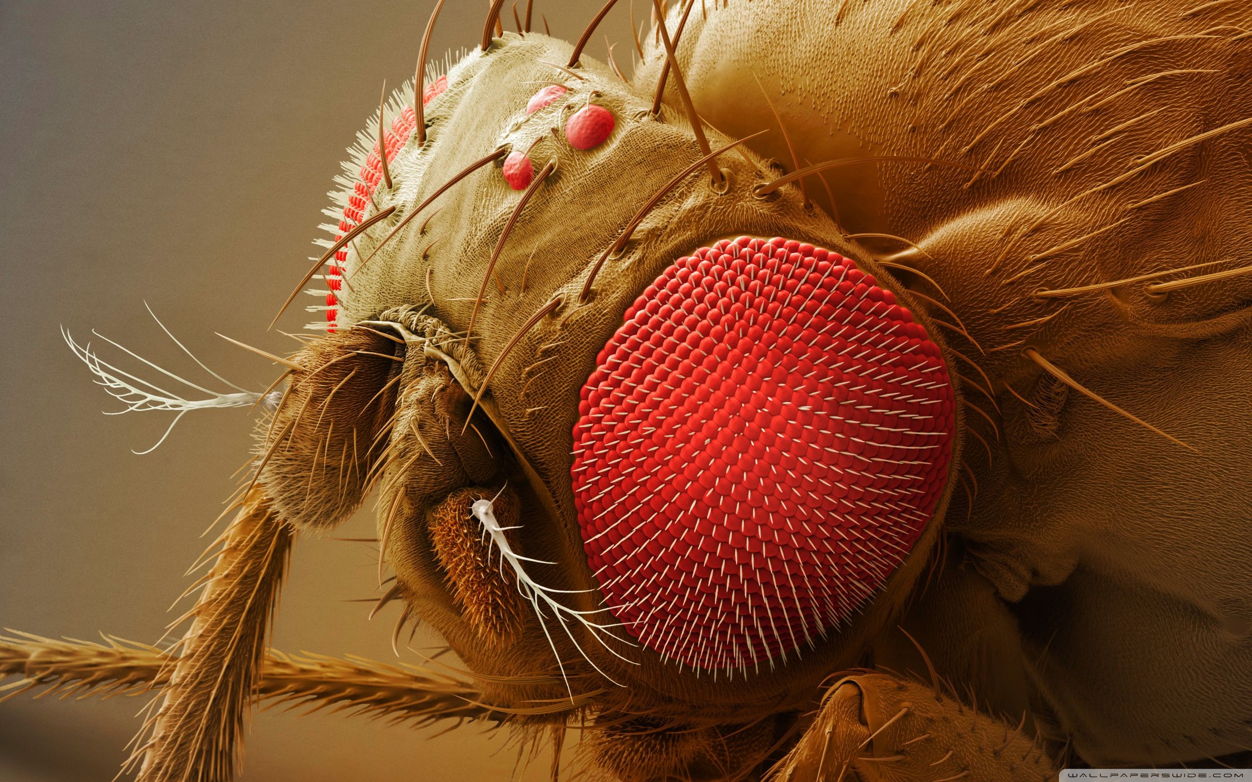 2560x1600 Fruit Fly Head 4K UHD Wallpaper for UltraHD Desktop and TV : Smartphone and Tablet Devices
