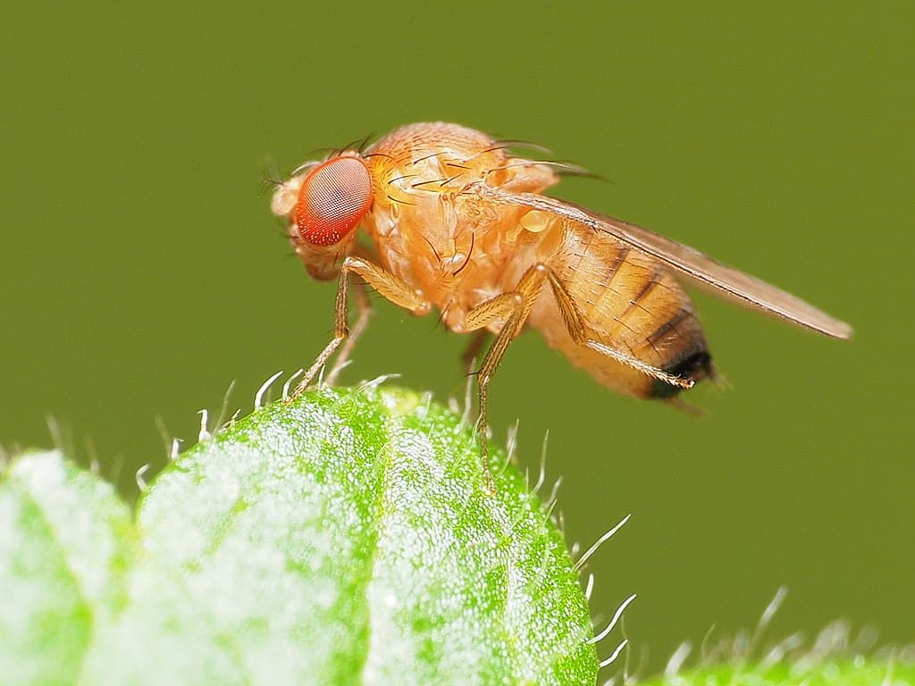 1024x768 Next Generation Biopesticide Uses RNAi Yeast And Sugar Lures To Target Fruit Fly Pest Future Food
