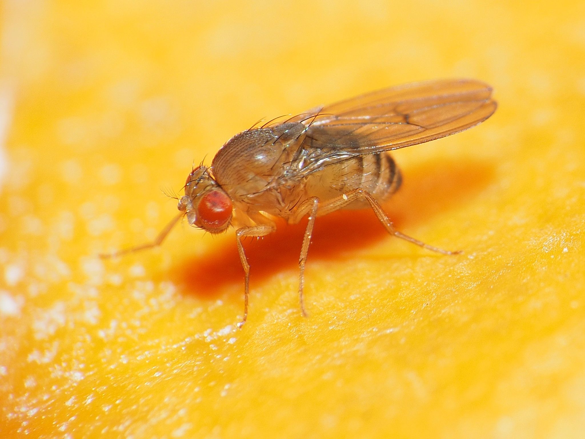 2048x1536 About Immigrant Fruit Fly Biodiversity Project