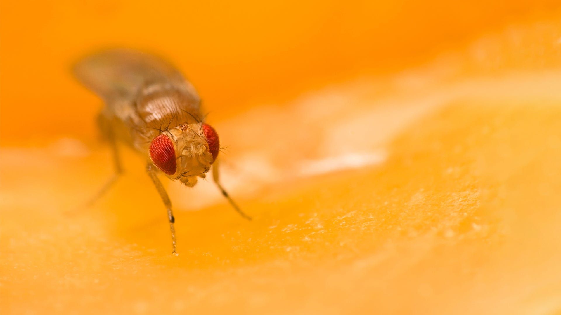1920x1080 Steps to Prevent Fruit Fly Invasions in Your Home