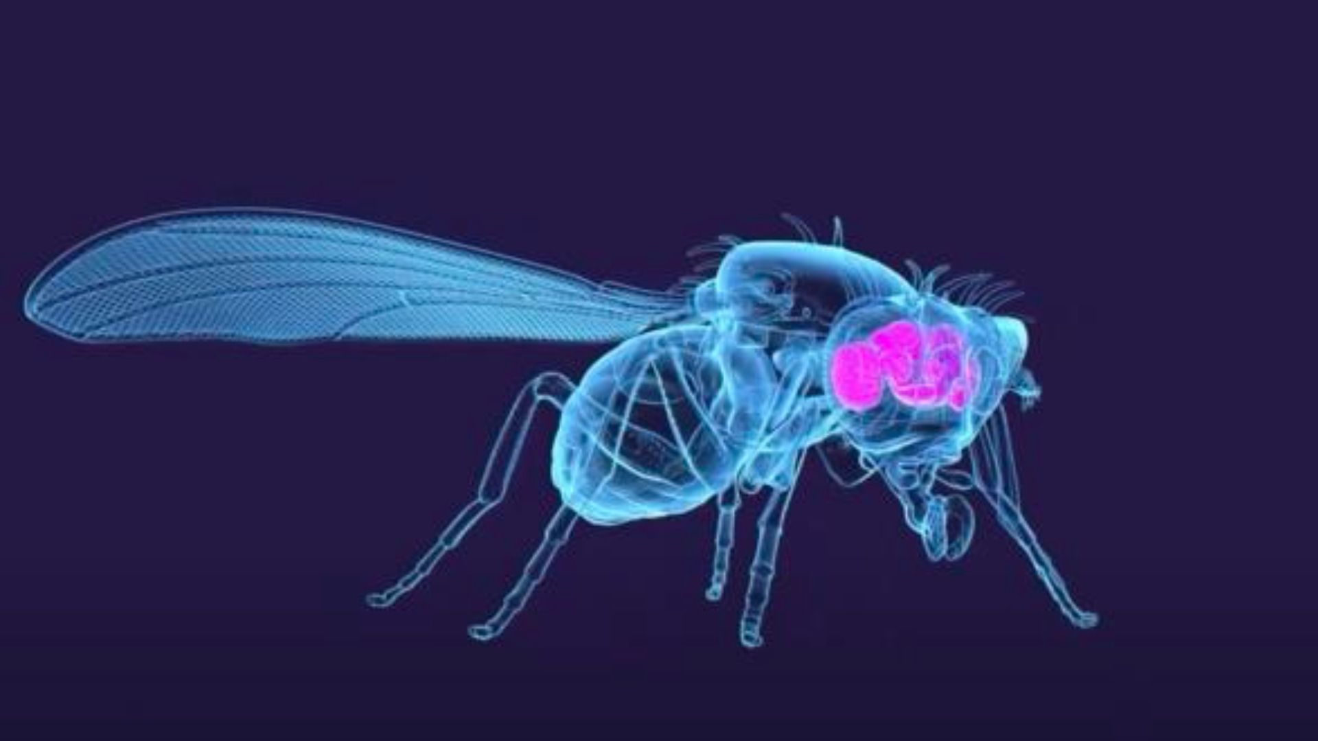 1920x1080 neurons of adult fruit fly brain mapped for the first time