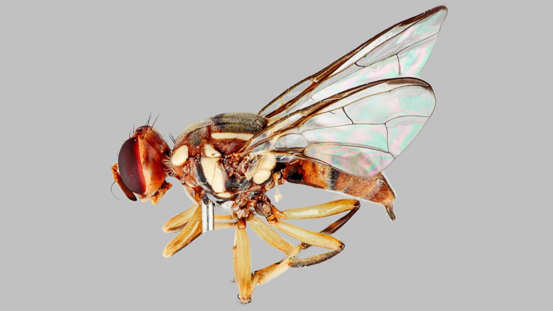 1920x1080 Fruit fly found in Auckland prompts Biosecurity NZ investigation