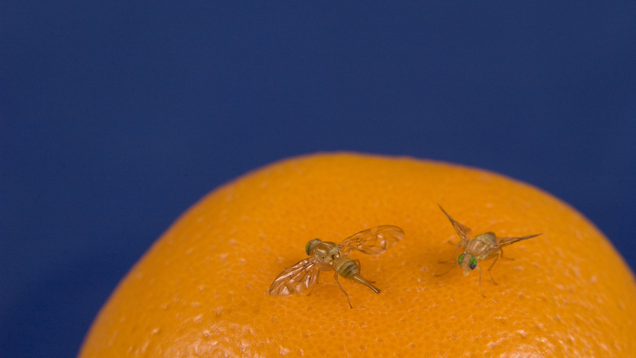 2048x1152 Exotic Fruit Flies. Animal and Plant Health Inspection Service
