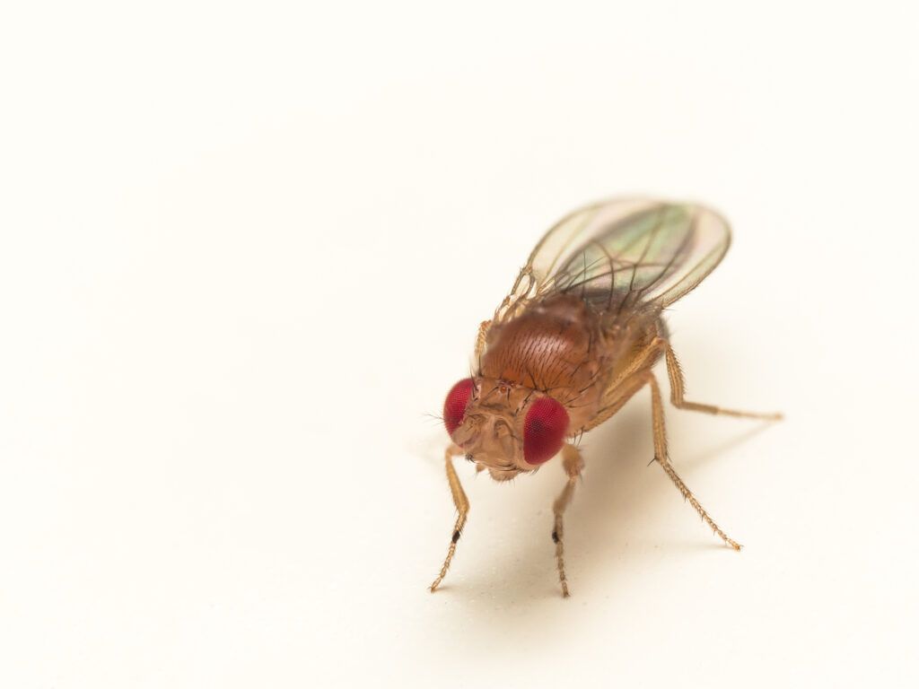 1024x768 Fruit Flies
