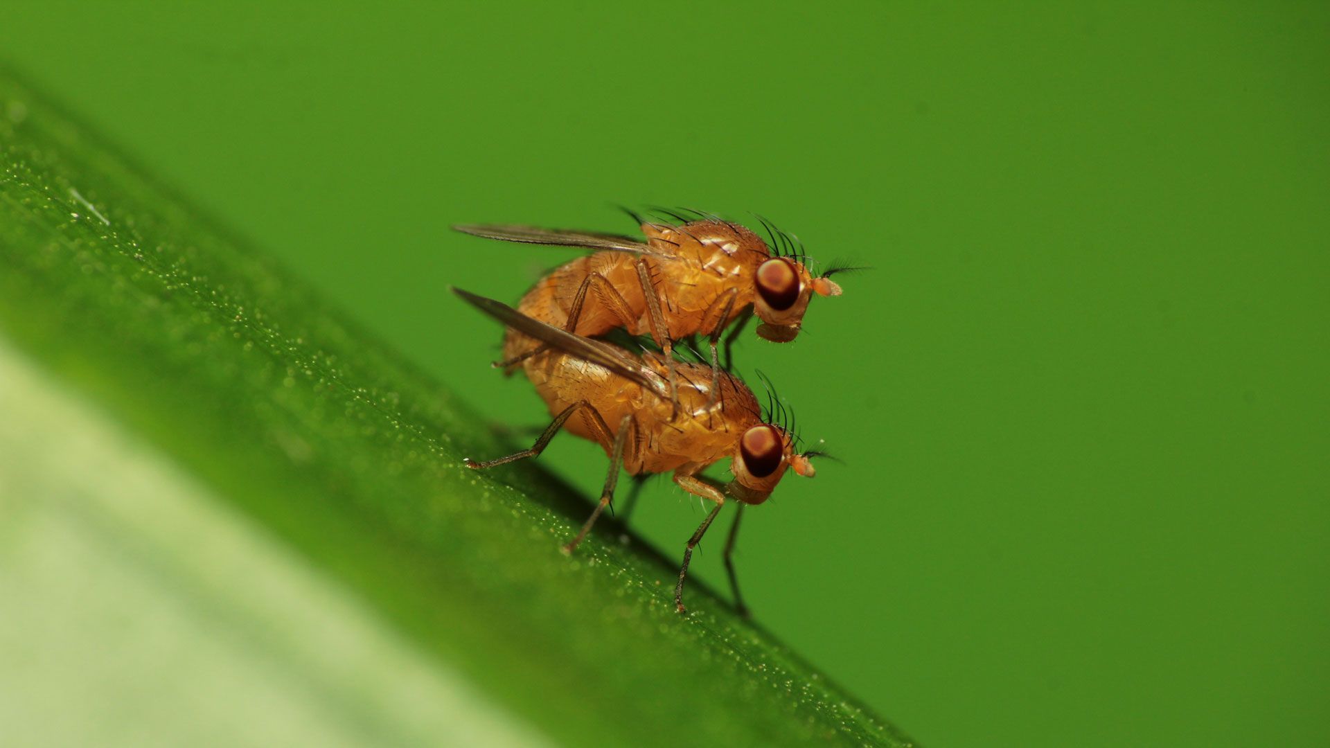 1920x1080 Air Pollution Might Be Turning Fruit Flies Gay