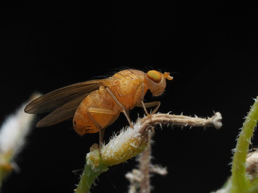 875x656 How Drosophila enhydrobia Evolved Into a Bloodthirsty Underwater Fruit Fly Hunter