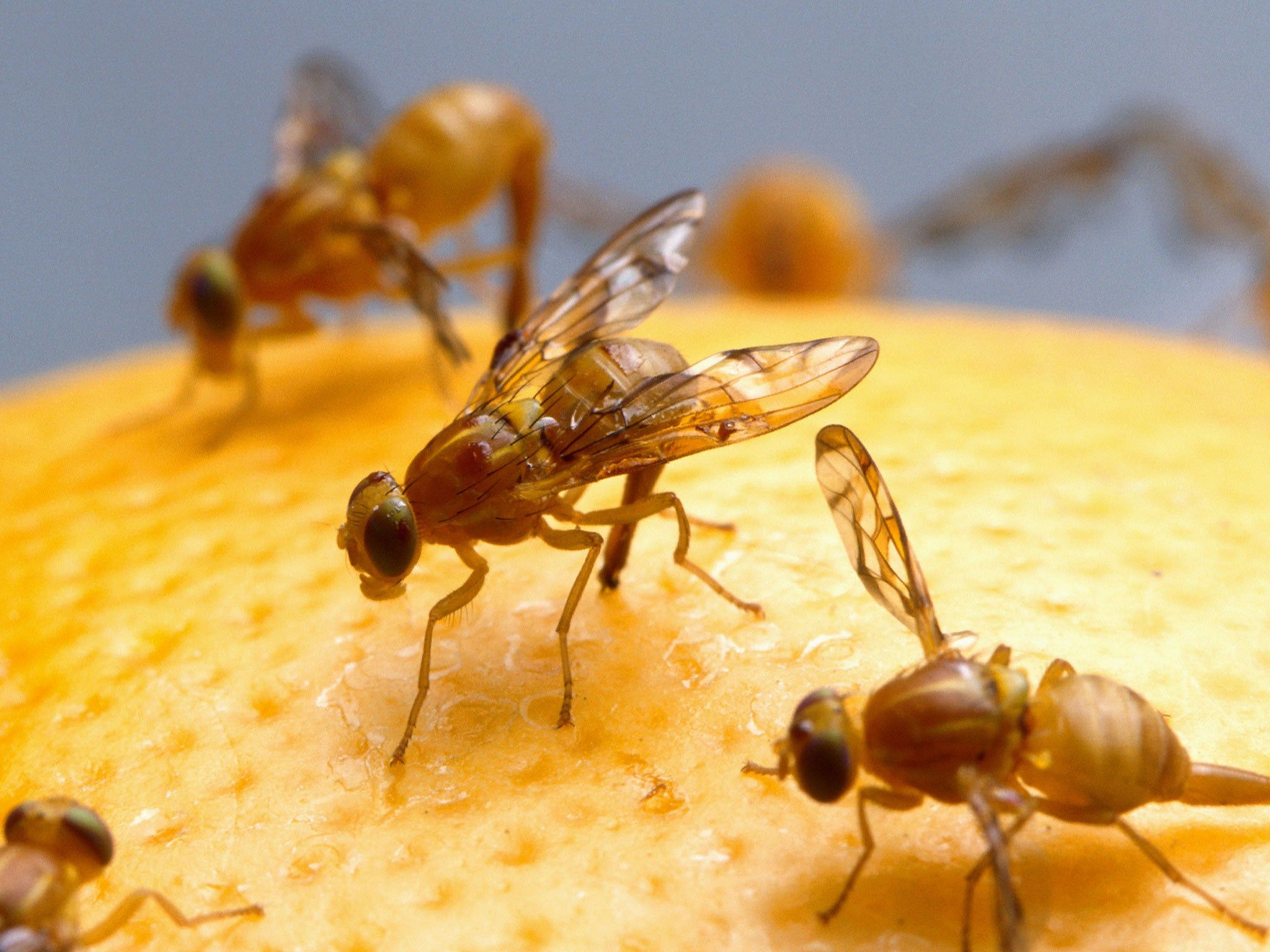 2048x1536 Researchers find that fruit flies show intelligence by thinking before they act
