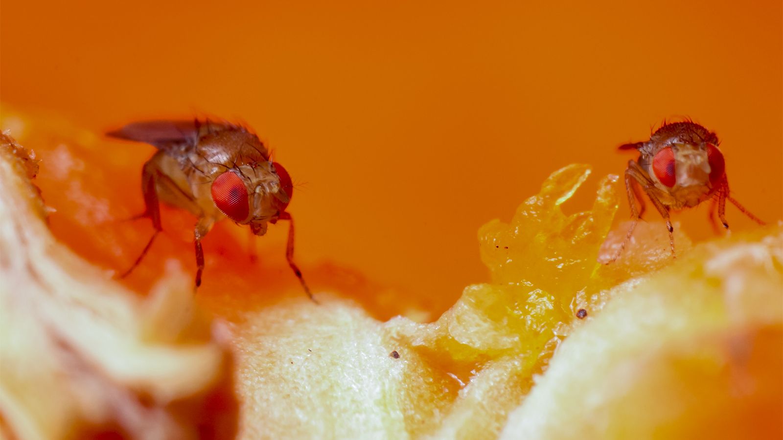 1600x900 Fruit Flies: The Science Superstars You Want Gone From Your Kitchen