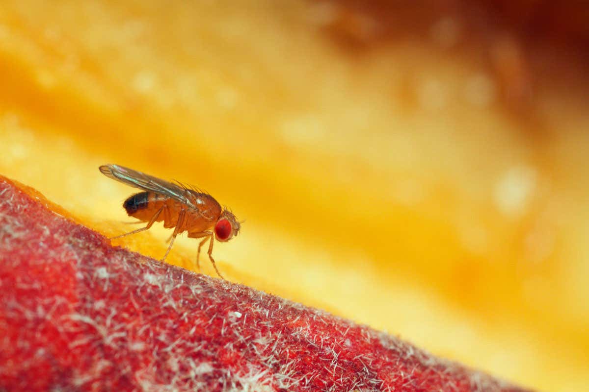 1200x800 Fruit flies have special neurons that sense the wind to aid navigation