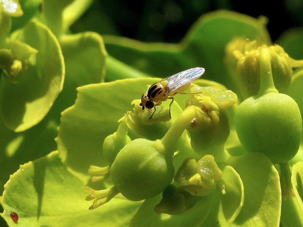 1024x768 Here's How To Keep Fruit Flies Out Of Your Kitchen