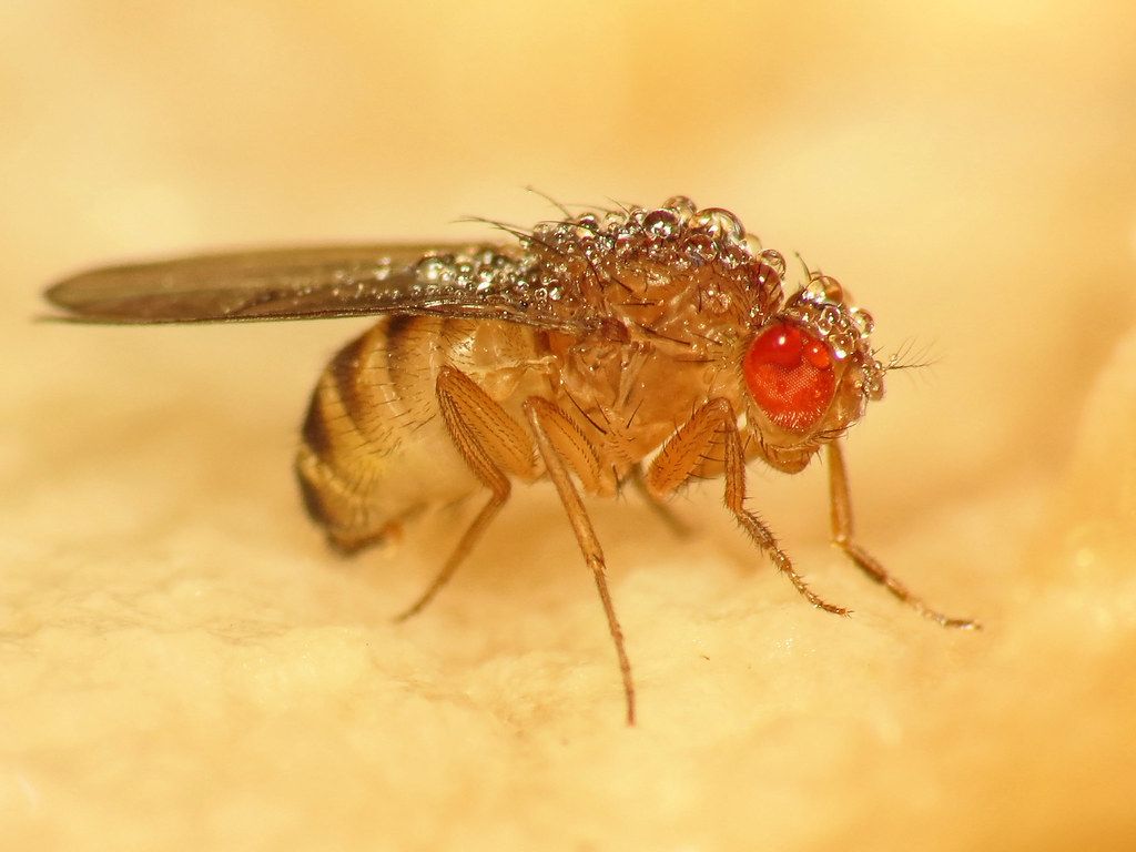 1024x768 Morning after. This fruit fly must have been caught out