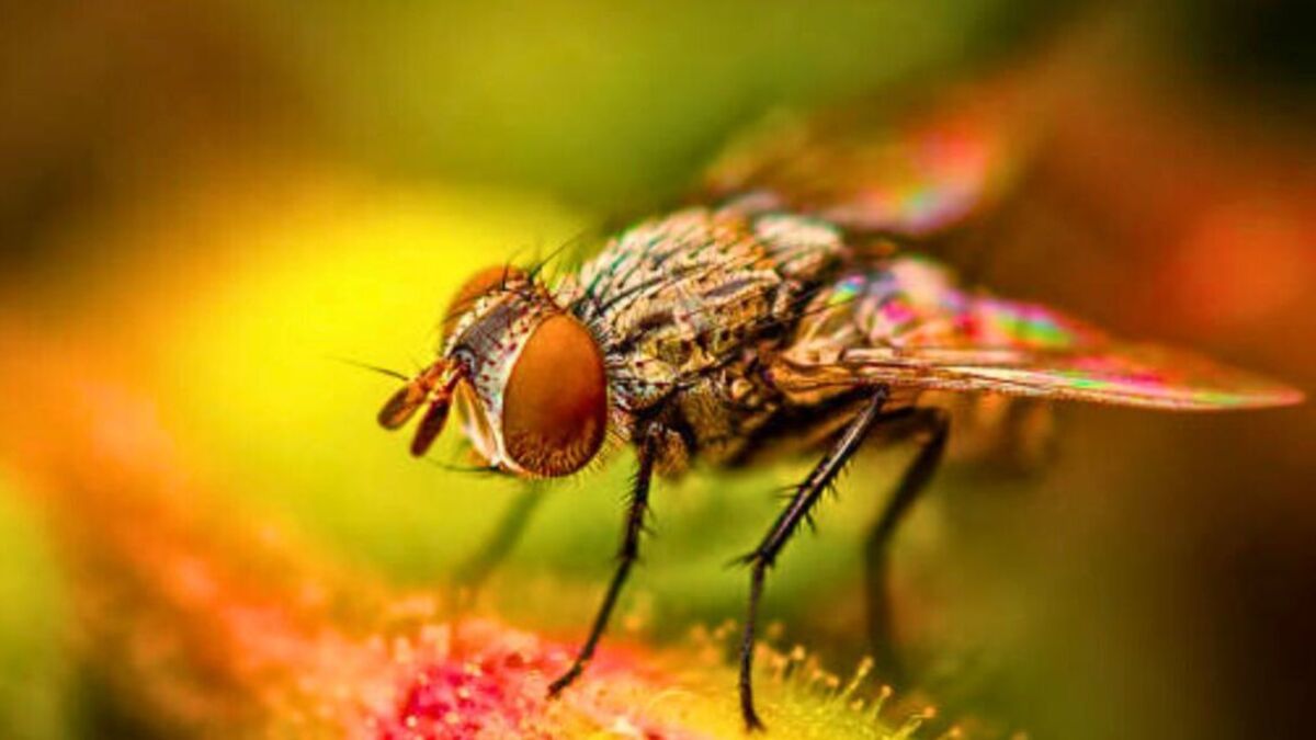 1200x675 Keep fruit flies out of homes in autumn with 1 simple but effective kitchen ingredient. Express.co.uk