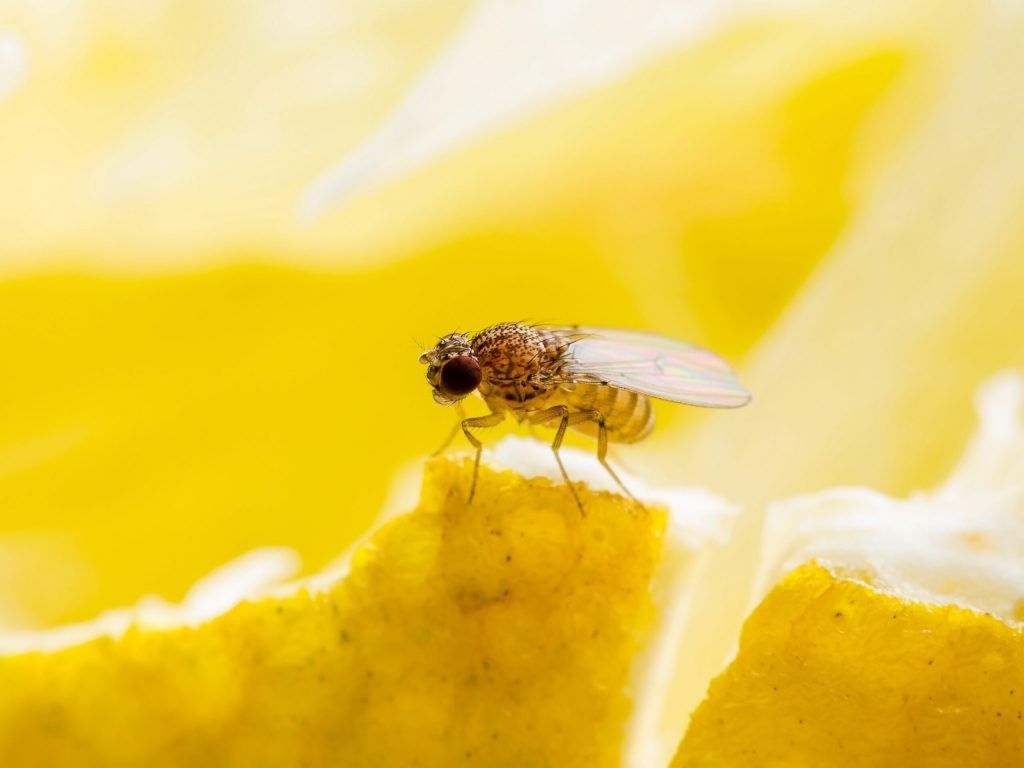 1024x768 Fruit Flies and Physics