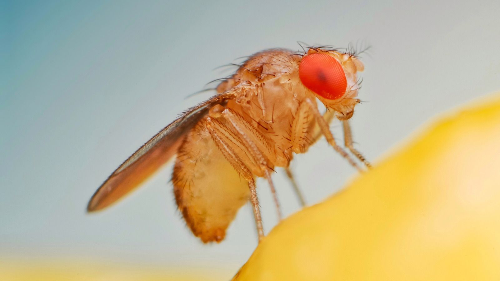 1600x900 How To Get Rid Of Fruit Flies Once And For All