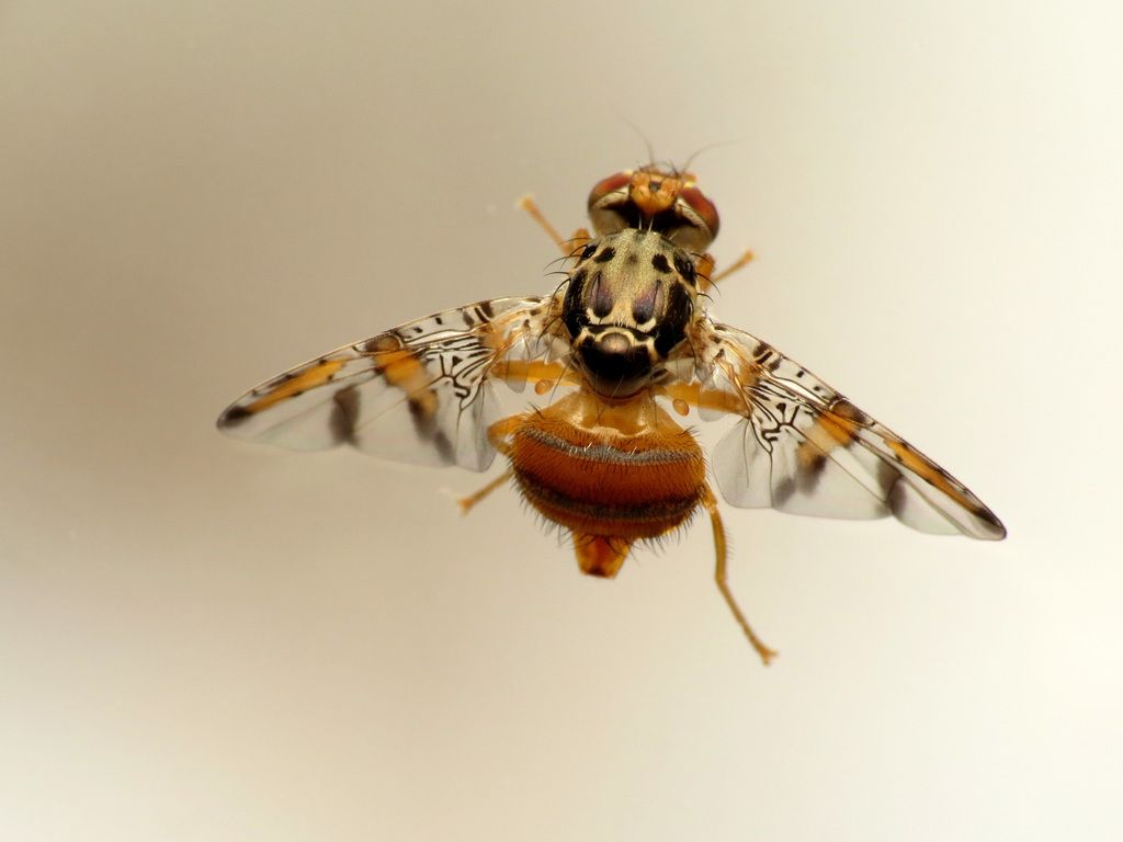 1024x768 Photos of Fruit Flies (Family Tephritidae) · iNaturalist