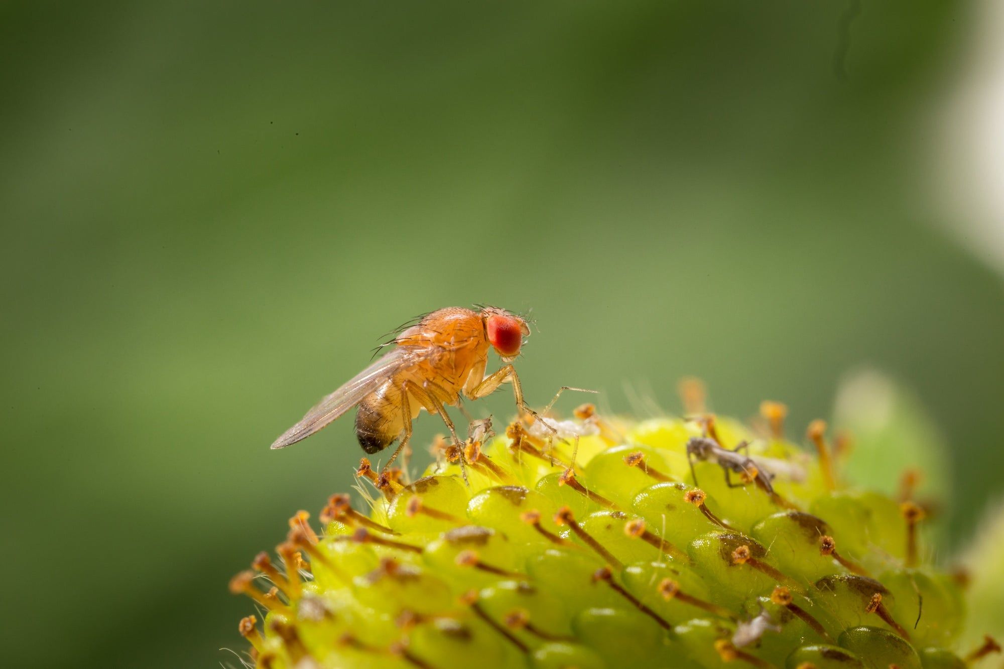 2000x1333 Fruit Fly Trap (Supplied With Attractant) Outdoor Use