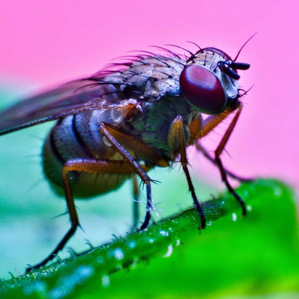 1200x1200 How fruit fly brains could help treat Alzheimer's disease. WBBM Newsradio 780 AM & 105.9 FM