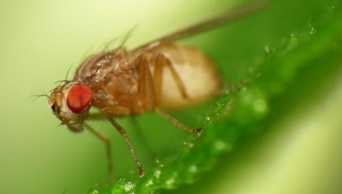 1200x683 Fruit fly urine helps scientists understand coeliac disease