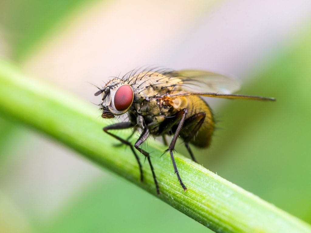 1024x768 Fly Facts, Types, Classification, Habitat, Diet, Adaptations, Picture
