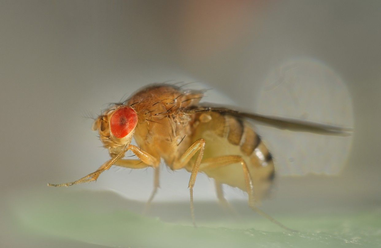 1242x810 Seeking Elixir of Life, a Scientist Studies Fruit Flies