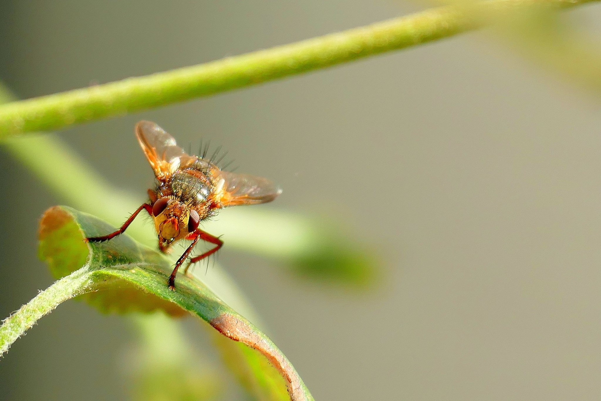 2048x1365 Online crop. brown fruit fly