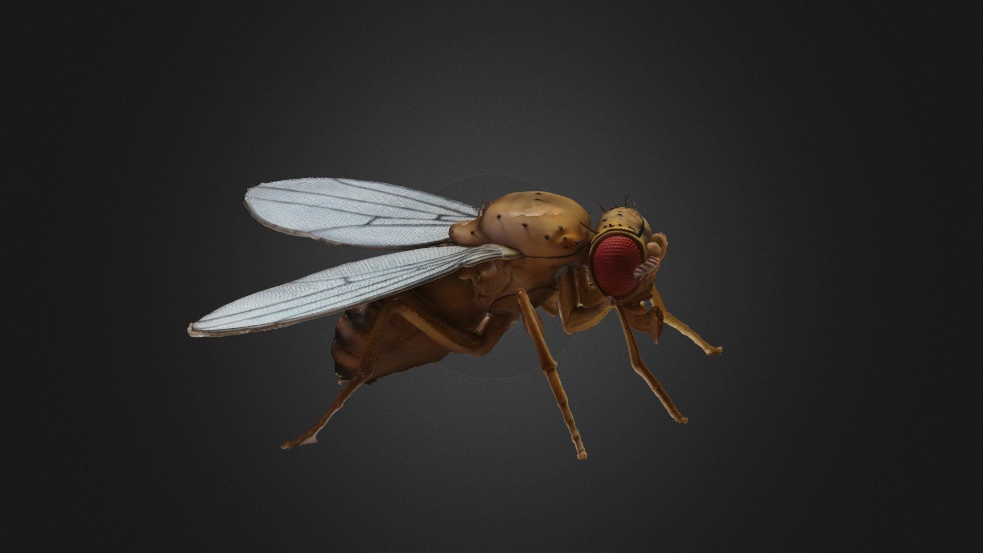 1920x1080 Fruit Fly Drosophila model by yuqian.ye [bb82f27]