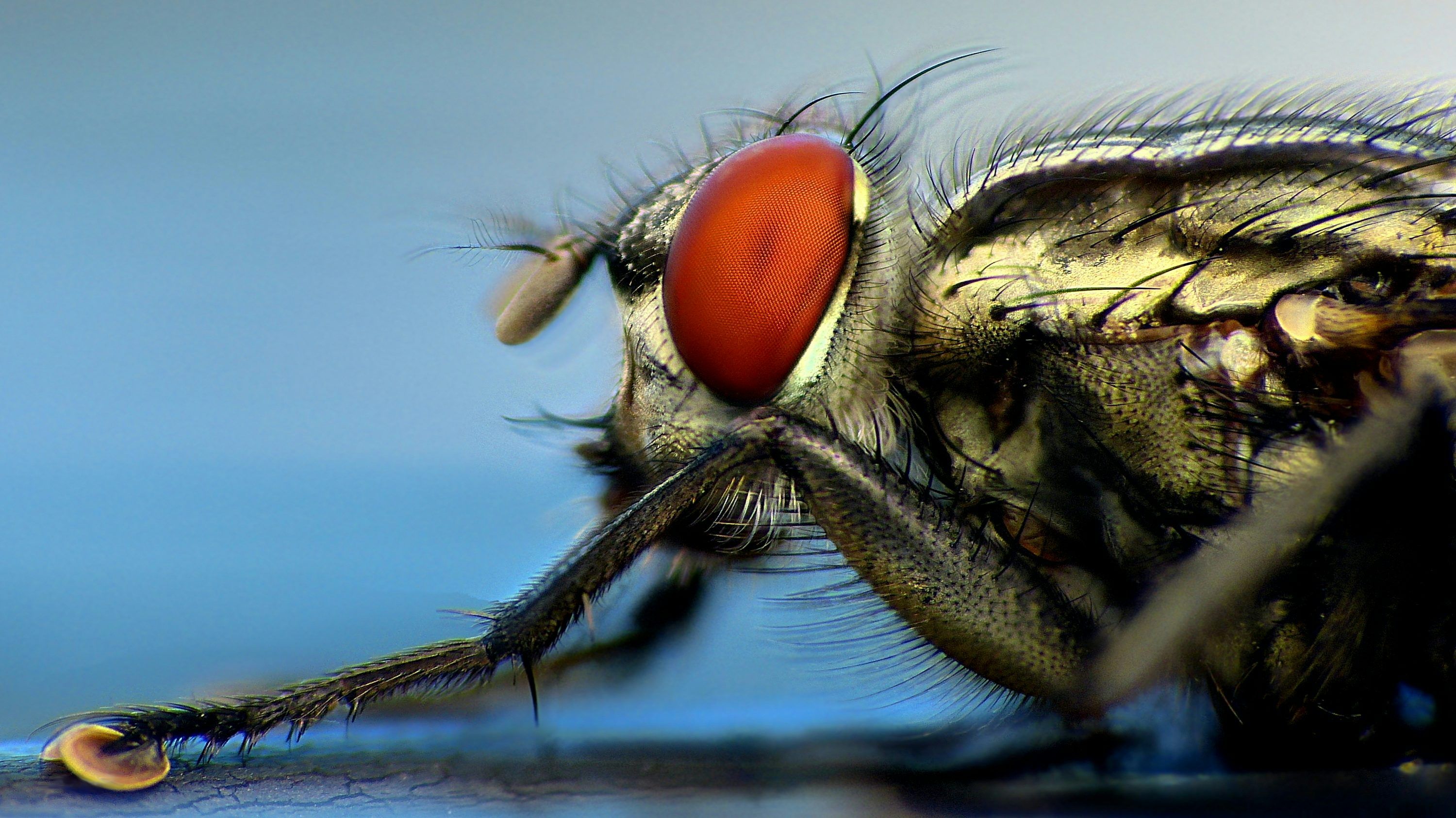 3000x1686 A close up of a fly on a black surface photo