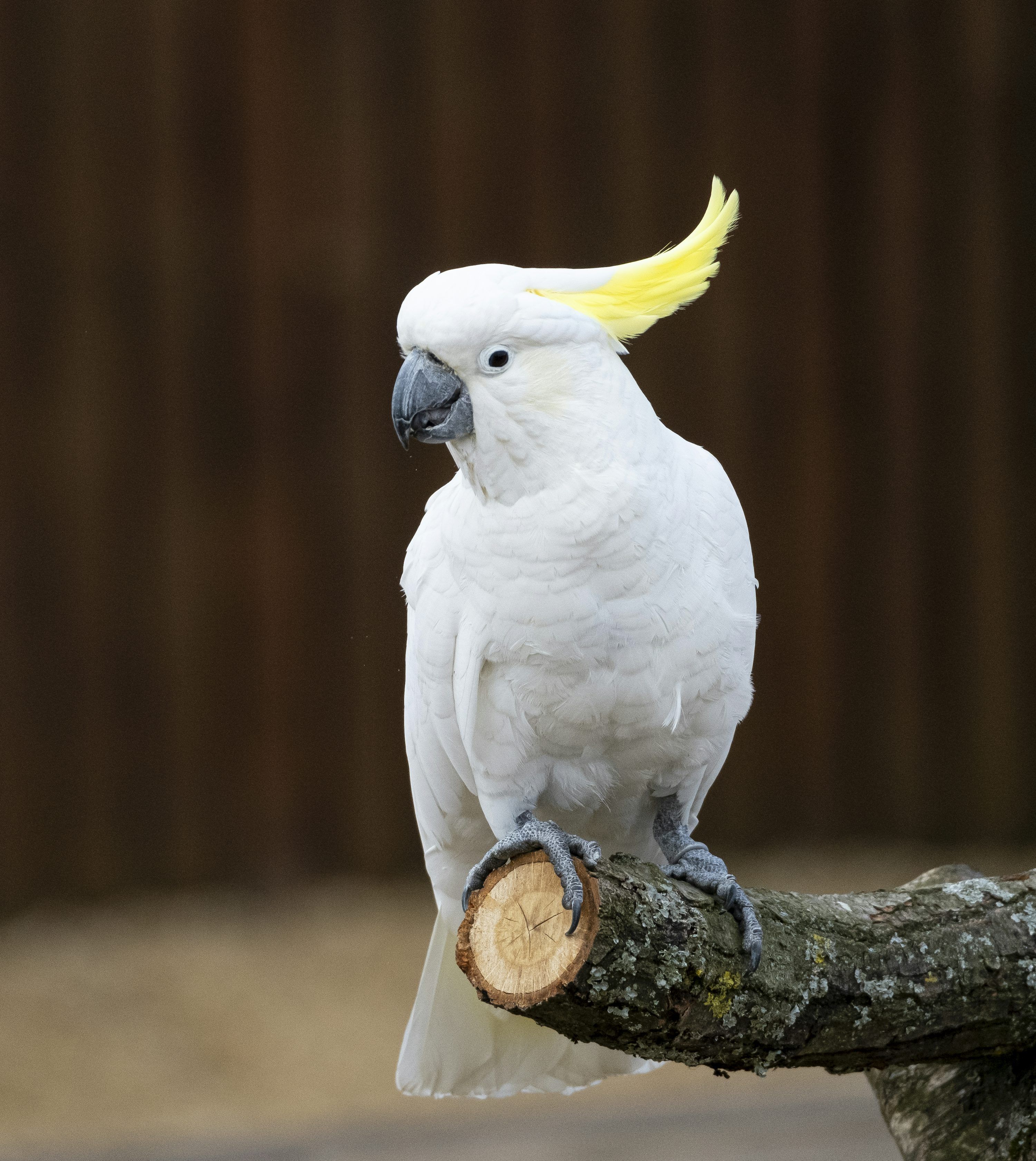 3000x3362 Cockatoo Picture. Download Free Image
