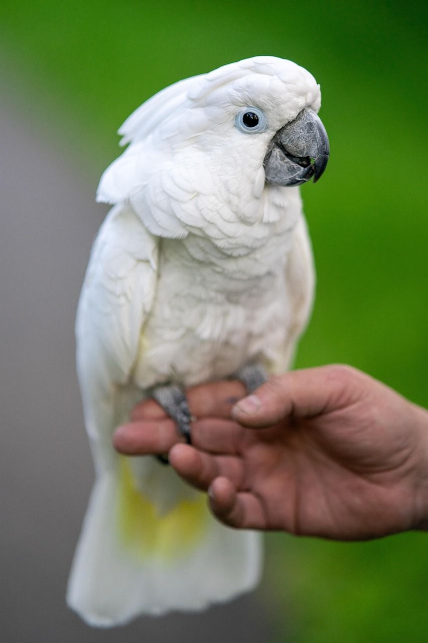 853x1280 Free White Cockatoo & Parrot Image