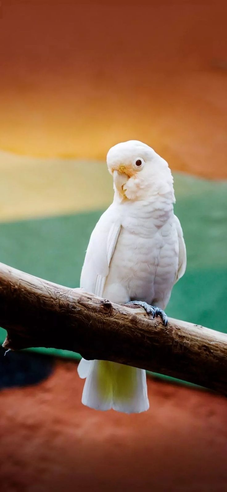 736x1594 Batman's zoo. Animals, Beautiful bird wallpaper, Beautiful birds