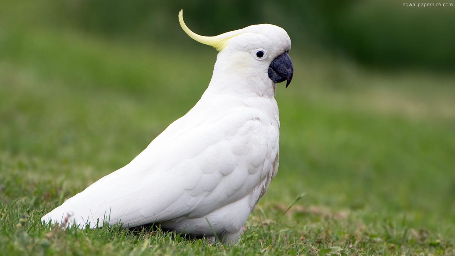 1920x1080 White Cockatoo Background Wallpaper 20564