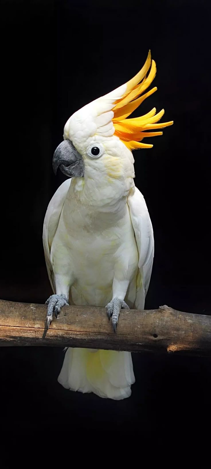 736x1636 Cocktail bird