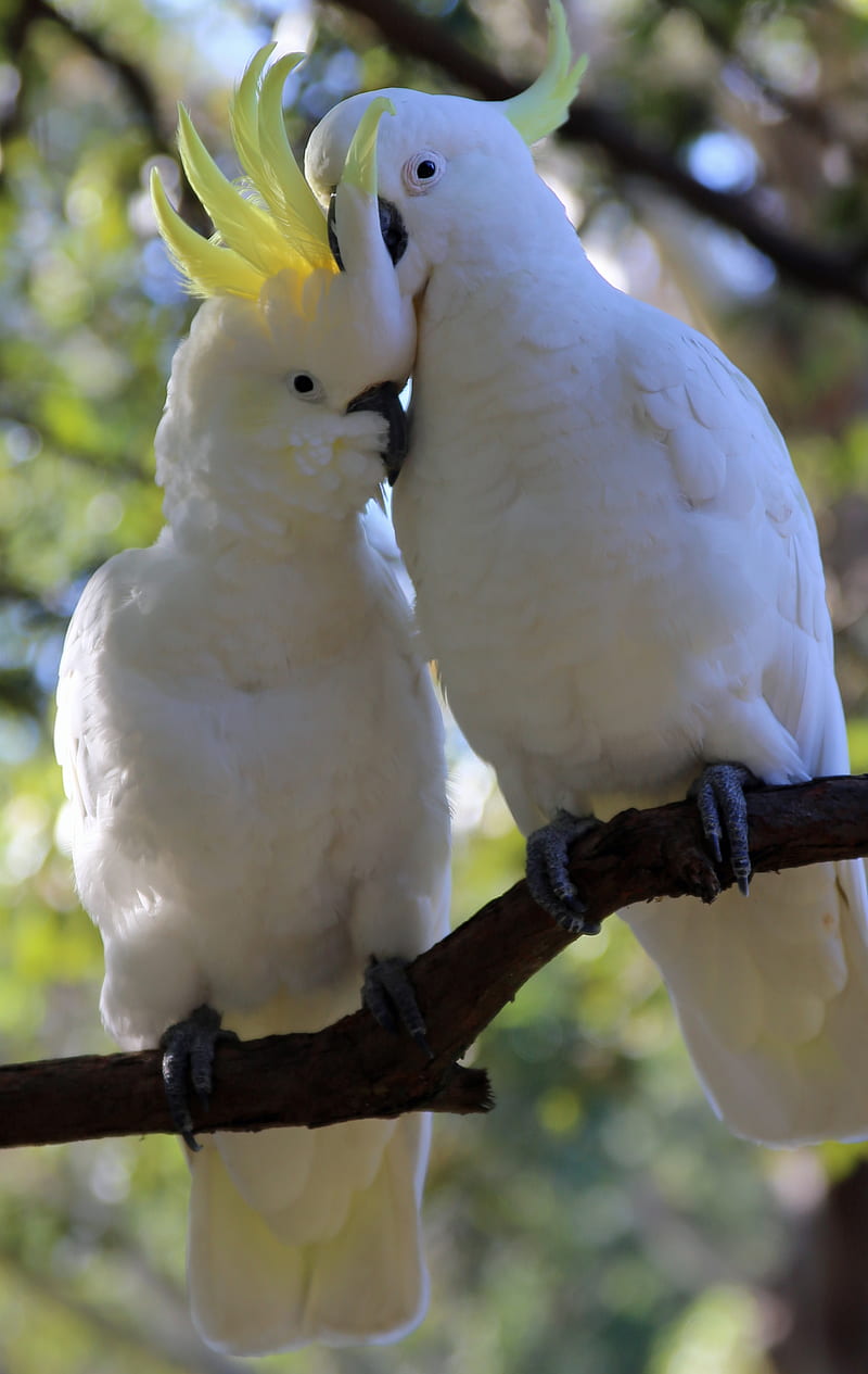 800x1265 Cockatoo, parrots, birds, white, HD phone wallpaper