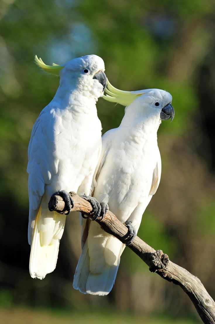 735x1105 HD Wallpaper: Animals, Birds, Nature, Cockatoo, Sulphur Crested Cockatoo