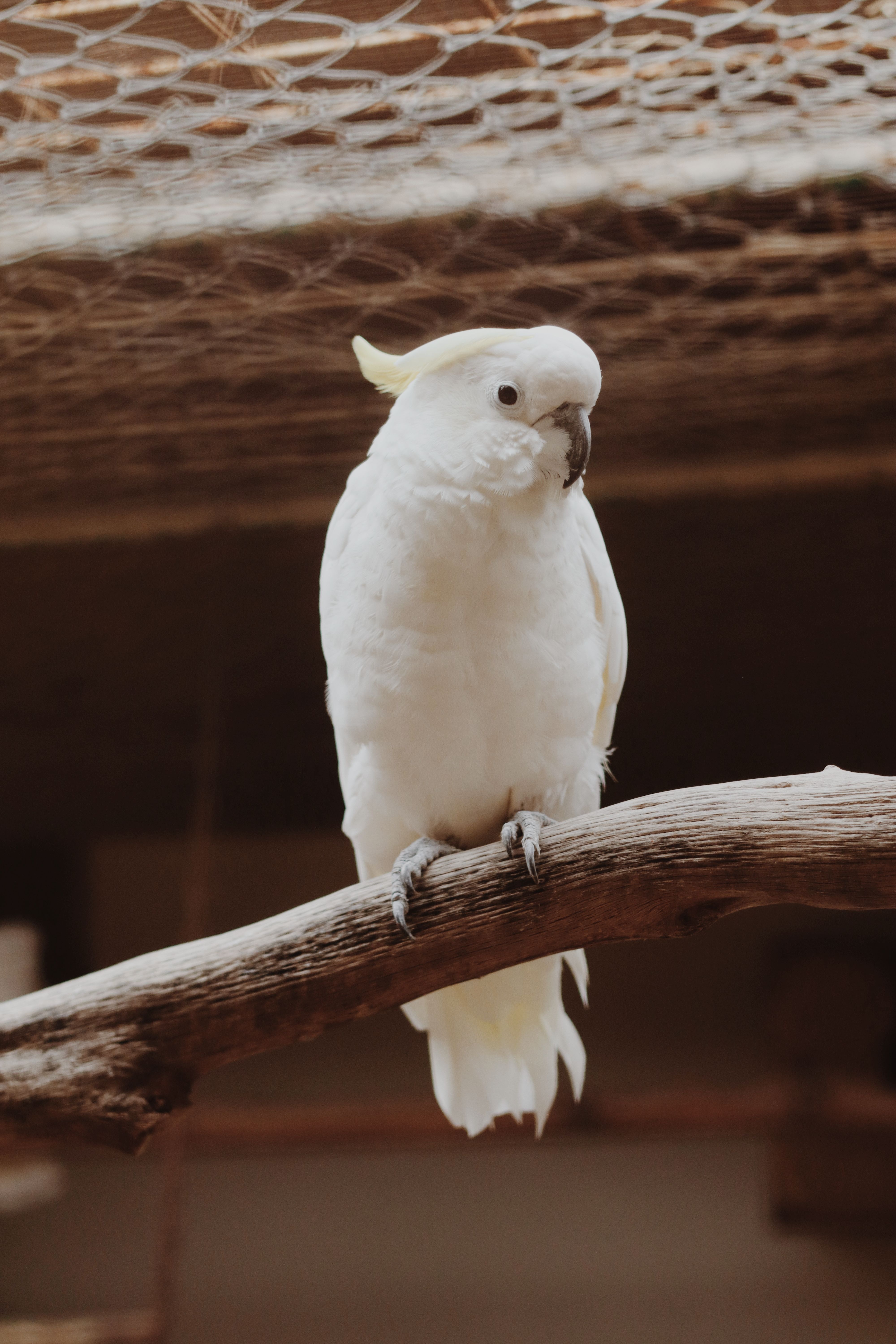 4000x6000 White Cockatoo Perched Indoors in Antalya · Free